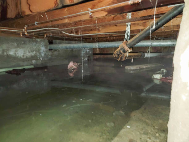 Best Carpet water damage restoration  in Pierceton, IN