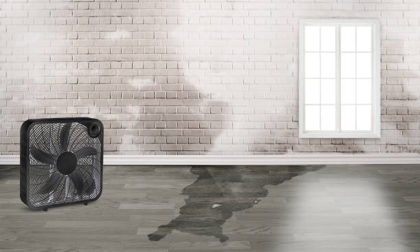 Best Basement water damage restoration  in Pierceton, IN